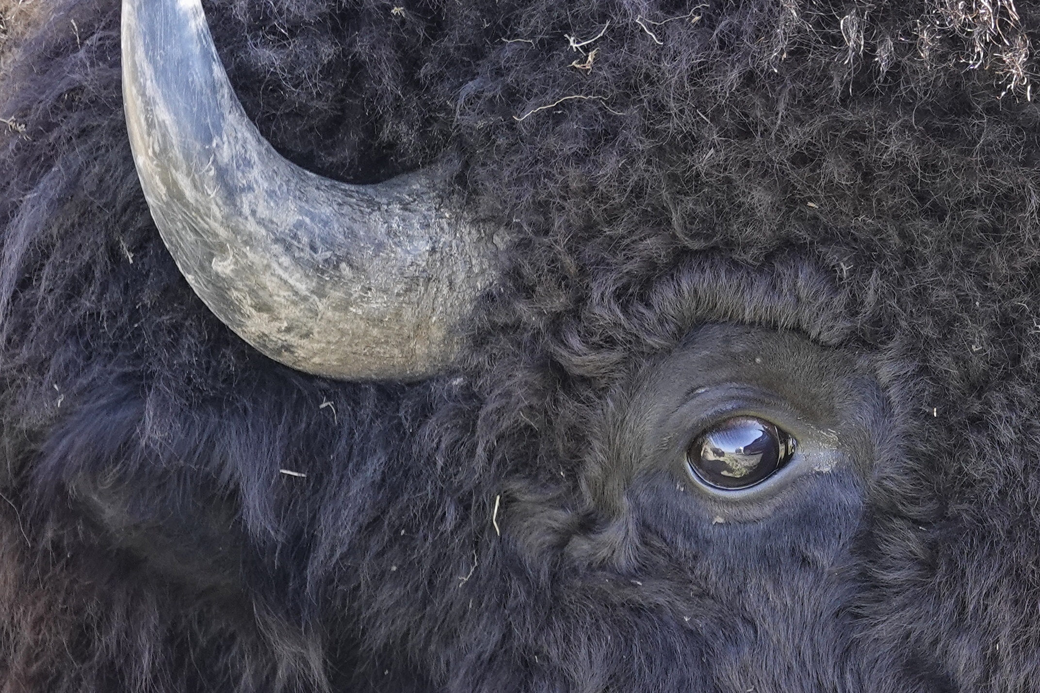 Portrait de bison à Yellowstone